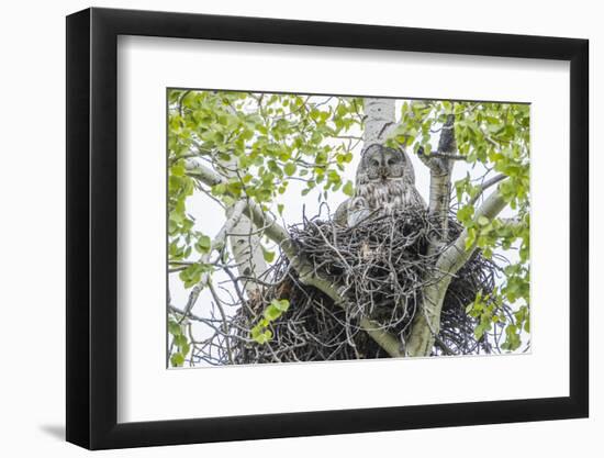 USA, Wyoming, Grand Teton National Park, Great Gray Owl sits on her stick nest-Elizabeth Boehm-Framed Photographic Print