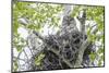 USA, Wyoming, Grand Teton National Park, Great Gray Owl sits on her stick nest-Elizabeth Boehm-Mounted Photographic Print