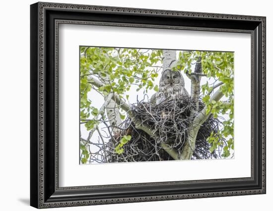 USA, Wyoming, Grand Teton National Park, Great Gray Owl sits on her stick nest-Elizabeth Boehm-Framed Photographic Print