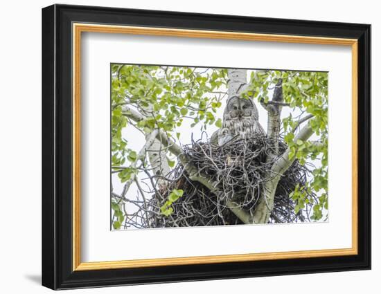 USA, Wyoming, Grand Teton National Park, Great Gray Owl sits on her stick nest-Elizabeth Boehm-Framed Photographic Print