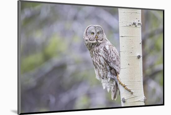 USA, Wyoming, Grand Teton National Park, Great Gray sits on an aspen tree branch.-Elizabeth Boehm-Mounted Photographic Print