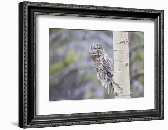 USA, Wyoming, Grand Teton National Park, Great Gray sits on an aspen tree branch.-Elizabeth Boehm-Framed Photographic Print