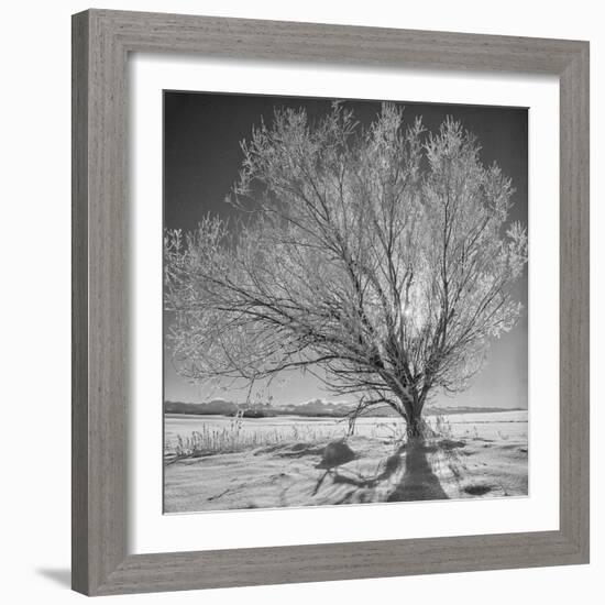 USA, Wyoming, Grand Teton National Park, Ice Tree-John Ford-Framed Photographic Print