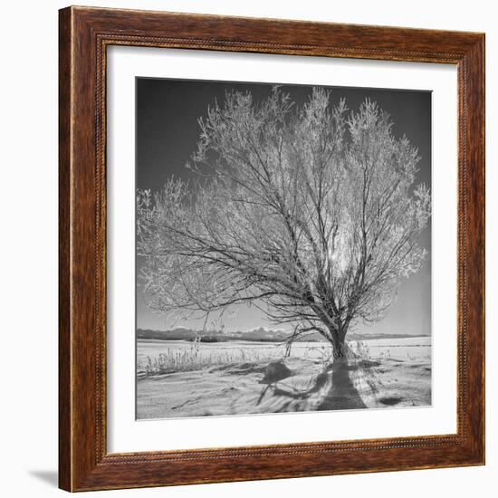 USA, Wyoming, Grand Teton National Park, Ice Tree-John Ford-Framed Photographic Print