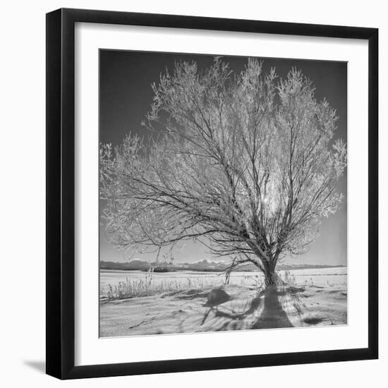 USA, Wyoming, Grand Teton National Park, Ice Tree-John Ford-Framed Photographic Print