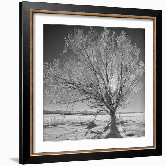 USA, Wyoming, Grand Teton National Park, Ice Tree-John Ford-Framed Photographic Print