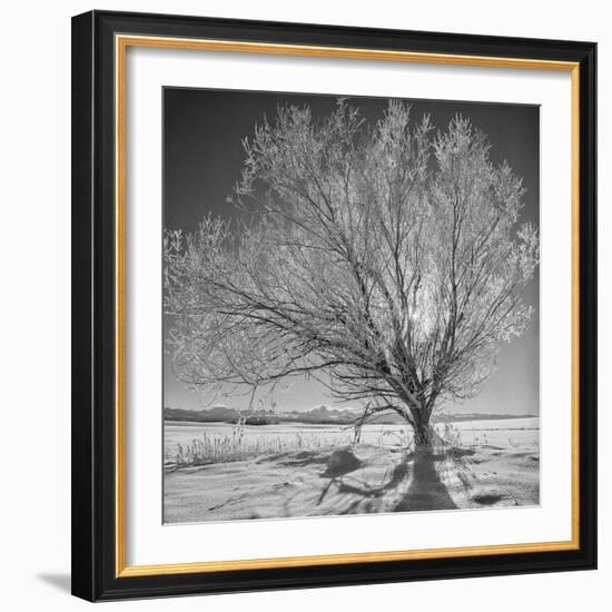 USA, Wyoming, Grand Teton National Park, Ice Tree-John Ford-Framed Photographic Print