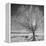 USA, Wyoming, Grand Teton National Park, Ice Tree-John Ford-Framed Premier Image Canvas