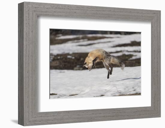 USA, Wyoming, Grand Teton National Park. Red fox diving for voles under the snow.-Jaynes Gallery-Framed Photographic Print