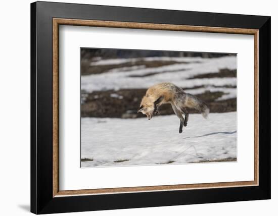 USA, Wyoming, Grand Teton National Park. Red fox diving for voles under the snow.-Jaynes Gallery-Framed Photographic Print