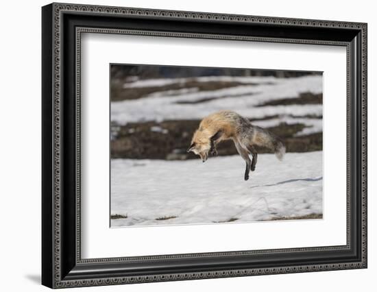 USA, Wyoming, Grand Teton National Park. Red fox diving for voles under the snow.-Jaynes Gallery-Framed Photographic Print