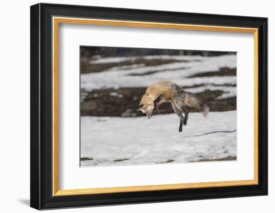 USA, Wyoming, Grand Teton National Park. Red fox diving for voles under the snow.-Jaynes Gallery-Framed Photographic Print