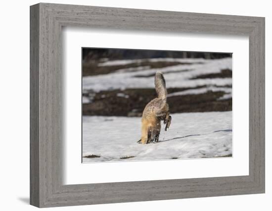 USA, Wyoming, Grand Teton National Park. Red fox diving for voles under the snow.-Jaynes Gallery-Framed Photographic Print