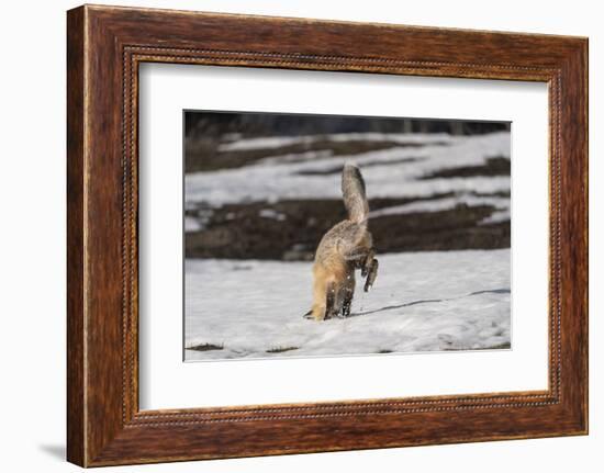 USA, Wyoming, Grand Teton National Park. Red fox diving for voles under the snow.-Jaynes Gallery-Framed Photographic Print