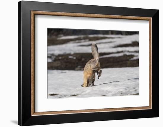 USA, Wyoming, Grand Teton National Park. Red fox diving for voles under the snow.-Jaynes Gallery-Framed Photographic Print