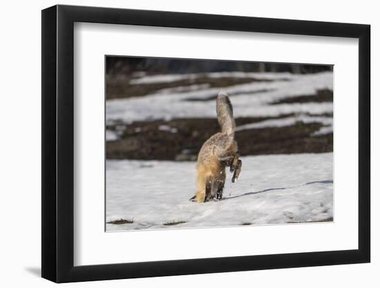 USA, Wyoming, Grand Teton National Park. Red fox diving for voles under the snow.-Jaynes Gallery-Framed Photographic Print