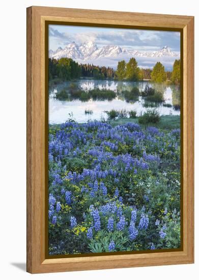 USA, Wyoming. Grand Teton National Park, Tetons, flowers foreground-George Theodore-Framed Premier Image Canvas