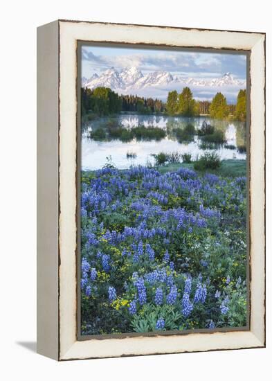 USA, Wyoming. Grand Teton National Park, Tetons, flowers foreground-George Theodore-Framed Premier Image Canvas