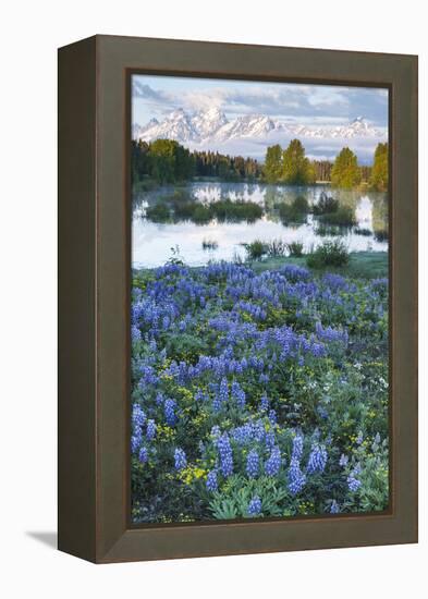 USA, Wyoming. Grand Teton National Park, Tetons, flowers foreground-George Theodore-Framed Premier Image Canvas