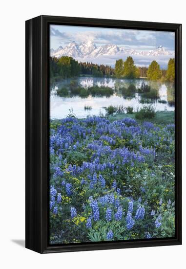 USA, Wyoming. Grand Teton National Park, Tetons, flowers foreground-George Theodore-Framed Premier Image Canvas