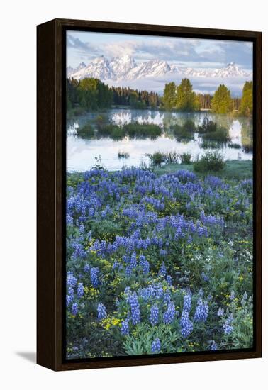 USA, Wyoming. Grand Teton National Park, Tetons, flowers foreground-George Theodore-Framed Premier Image Canvas