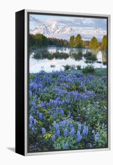 USA, Wyoming. Grand Teton National Park, Tetons, flowers foreground-George Theodore-Framed Premier Image Canvas