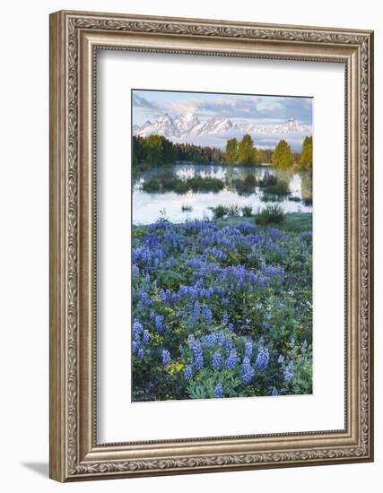 USA, Wyoming. Grand Teton National Park, Tetons, flowers foreground-George Theodore-Framed Photographic Print