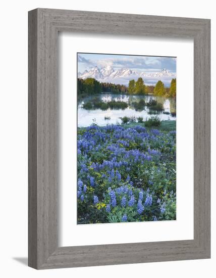 USA, Wyoming. Grand Teton National Park, Tetons, flowers foreground-George Theodore-Framed Photographic Print