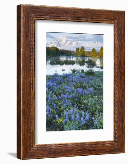 USA, Wyoming. Grand Teton National Park, Tetons, flowers foreground-George Theodore-Framed Photographic Print