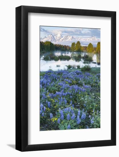 USA, Wyoming. Grand Teton National Park, Tetons, flowers foreground-George Theodore-Framed Photographic Print