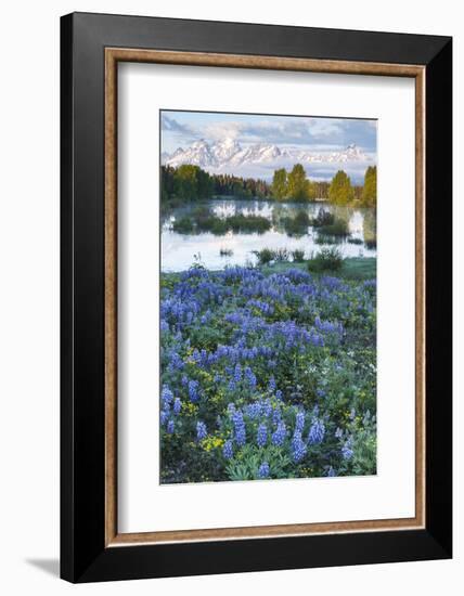 USA, Wyoming. Grand Teton National Park, Tetons, flowers foreground-George Theodore-Framed Photographic Print