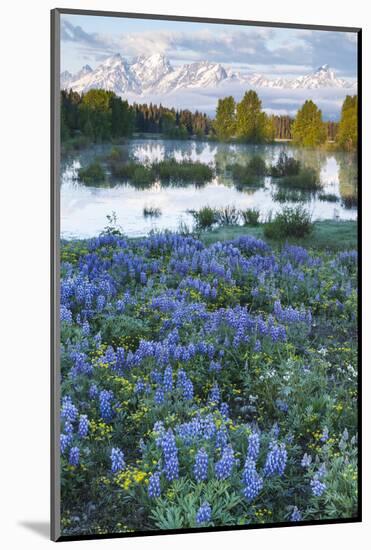 USA, Wyoming. Grand Teton National Park, Tetons, flowers foreground-George Theodore-Mounted Photographic Print