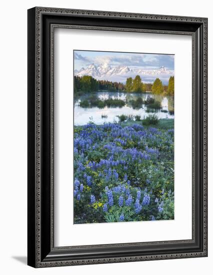 USA, Wyoming. Grand Teton National Park, Tetons, flowers foreground-George Theodore-Framed Photographic Print