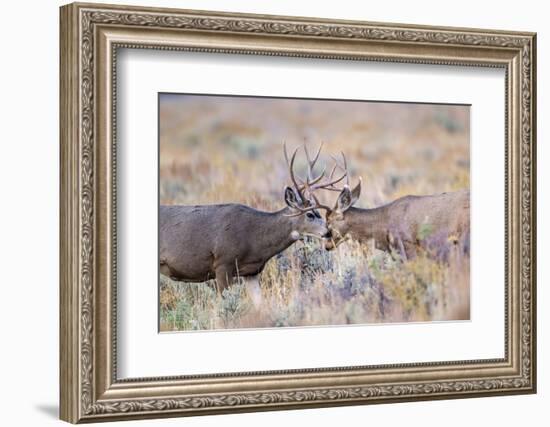 USA, Wyoming, Grand Teton National Park. Two Mule Deer bucks spar for dominance-Elizabeth Boehm-Framed Photographic Print