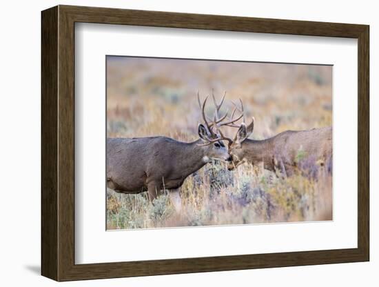 USA, Wyoming, Grand Teton National Park. Two Mule Deer bucks spar for dominance-Elizabeth Boehm-Framed Photographic Print