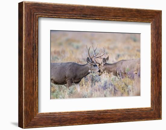 USA, Wyoming, Grand Teton National Park. Two Mule Deer bucks spar for dominance-Elizabeth Boehm-Framed Photographic Print