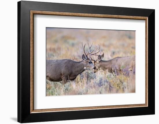 USA, Wyoming, Grand Teton National Park. Two Mule Deer bucks spar for dominance-Elizabeth Boehm-Framed Photographic Print