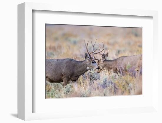 USA, Wyoming, Grand Teton National Park. Two Mule Deer bucks spar for dominance-Elizabeth Boehm-Framed Photographic Print