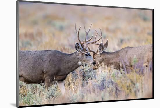 USA, Wyoming, Grand Teton National Park. Two Mule Deer bucks spar for dominance-Elizabeth Boehm-Mounted Photographic Print