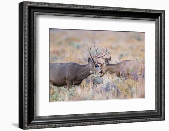 USA, Wyoming, Grand Teton National Park. Two Mule Deer bucks spar for dominance-Elizabeth Boehm-Framed Photographic Print