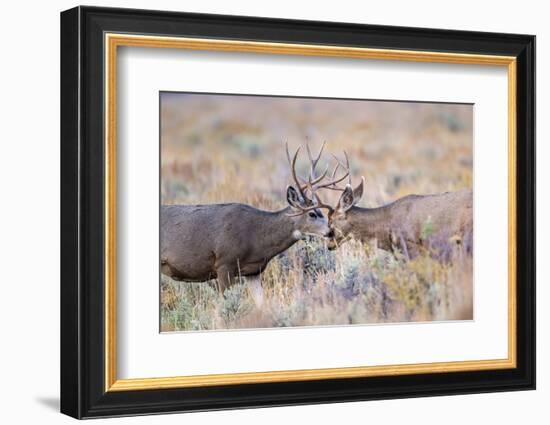 USA, Wyoming, Grand Teton National Park. Two Mule Deer bucks spar for dominance-Elizabeth Boehm-Framed Photographic Print