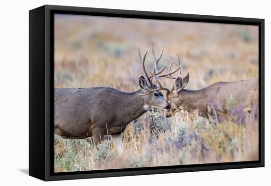 USA, Wyoming, Grand Teton National Park. Two Mule Deer bucks spar for dominance-Elizabeth Boehm-Framed Premier Image Canvas