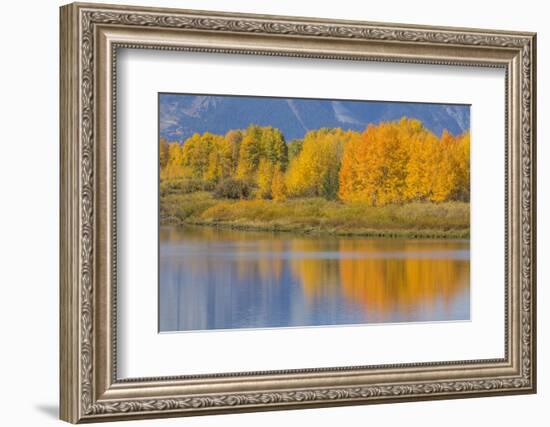 USA, Wyoming, Grand Teton NP. Autumn colored aspen trees are reflected in the Snake River-Elizabeth Boehm-Framed Photographic Print