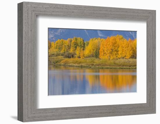 USA, Wyoming, Grand Teton NP. Autumn colored aspen trees are reflected in the Snake River-Elizabeth Boehm-Framed Photographic Print