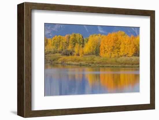 USA, Wyoming, Grand Teton NP. Autumn colored aspen trees are reflected in the Snake River-Elizabeth Boehm-Framed Photographic Print