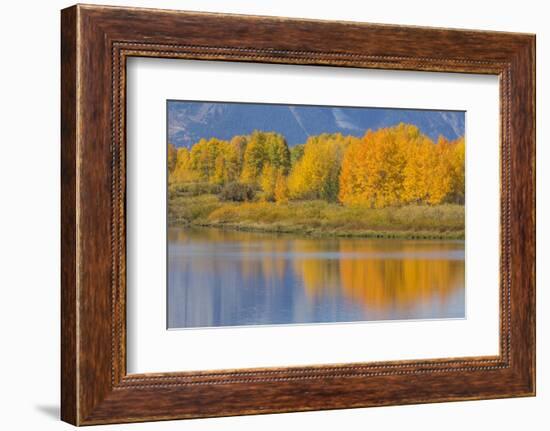 USA, Wyoming, Grand Teton NP. Autumn colored aspen trees are reflected in the Snake River-Elizabeth Boehm-Framed Photographic Print