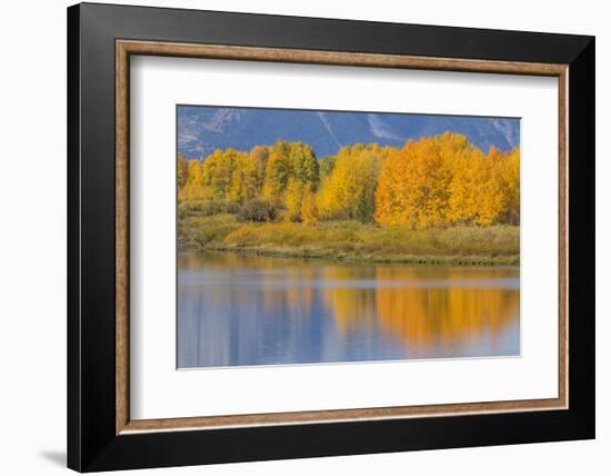 USA, Wyoming, Grand Teton NP. Autumn colored aspen trees are reflected in the Snake River-Elizabeth Boehm-Framed Photographic Print