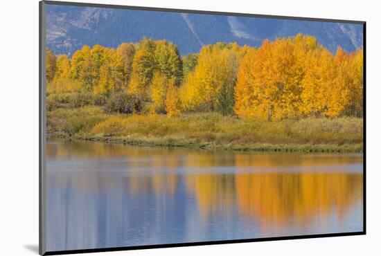 USA, Wyoming, Grand Teton NP. Autumn colored aspen trees are reflected in the Snake River-Elizabeth Boehm-Mounted Photographic Print