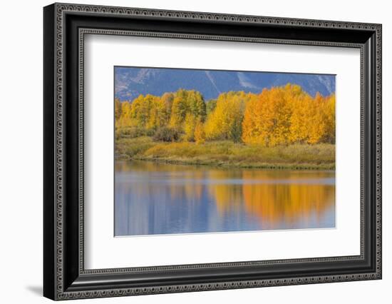 USA, Wyoming, Grand Teton NP. Autumn colored aspen trees are reflected in the Snake River-Elizabeth Boehm-Framed Photographic Print