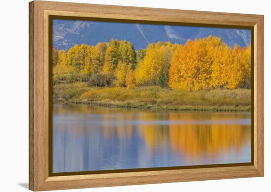 USA, Wyoming, Grand Teton NP. Autumn colored aspen trees are reflected in the Snake River-Elizabeth Boehm-Framed Premier Image Canvas